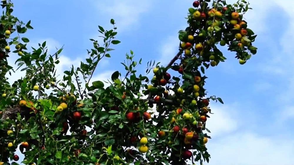 山东茌平：圆铃大枣喜丰收，延伸枣产业链条