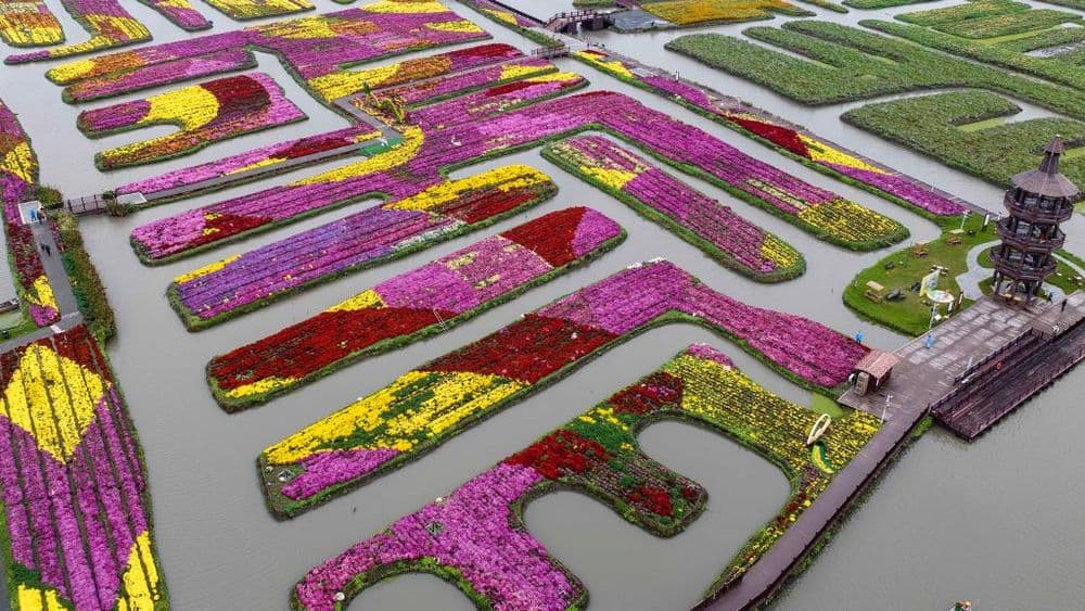 江苏兴化：千垛花海引客来，寿菊竞相开放