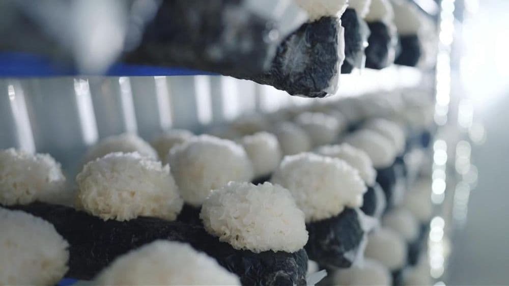 福建寿宁：“一户一车间”智能种菌助农增收