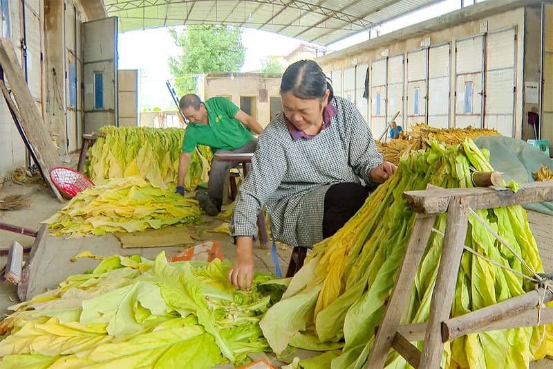 贵州福泉：绿叶生“金”日子甜