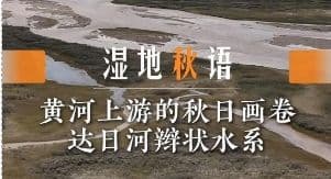 湿地秋语｜黄河上游的秋日画卷：达日河辫状水系
