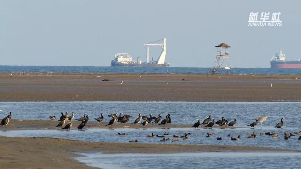 河北秦皇岛：持续推进近岸海域生态治理 擦亮“观鸟游”生态旅游名片