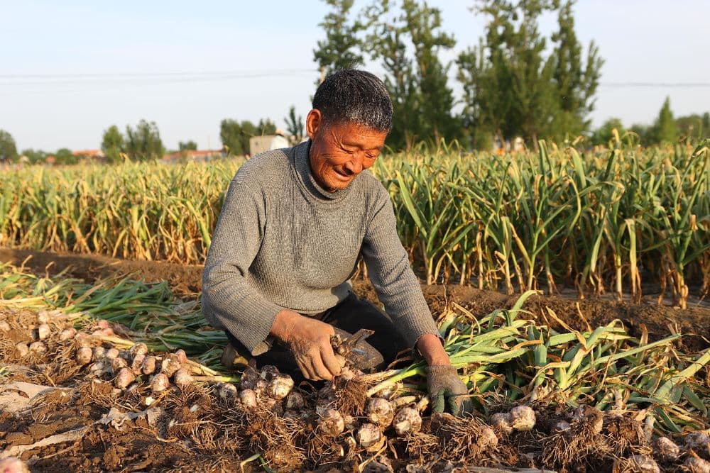 小蒜头撑起富民大产业