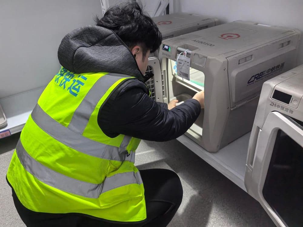 让“携宠出行”更便捷——铁路宠物托运服务见闻