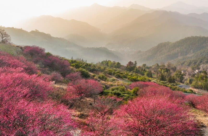 安徽歙县：梅花吐香引客来