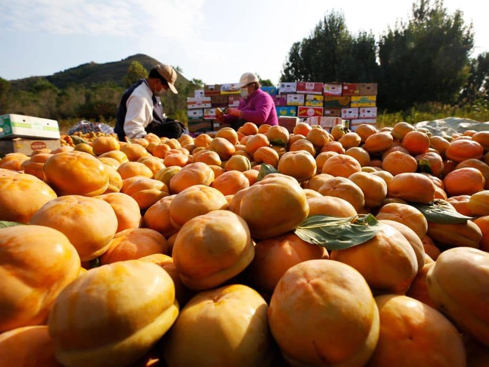 “红灯笼”下话振兴——“柿子沟”丰收一线见闻