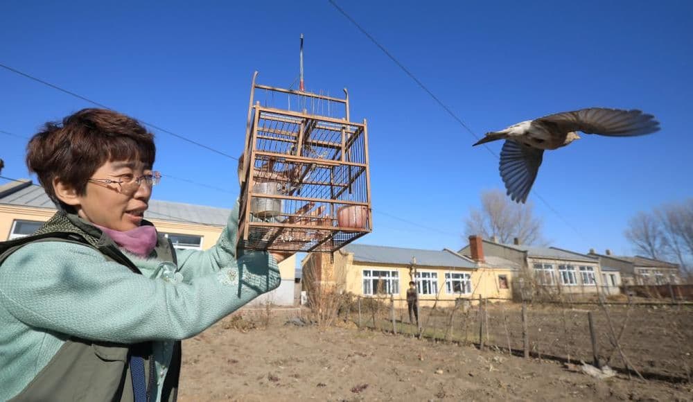 黑龙江省候鸟迁徙季：为了那一声声清脆的鸟鸣，他们在行动