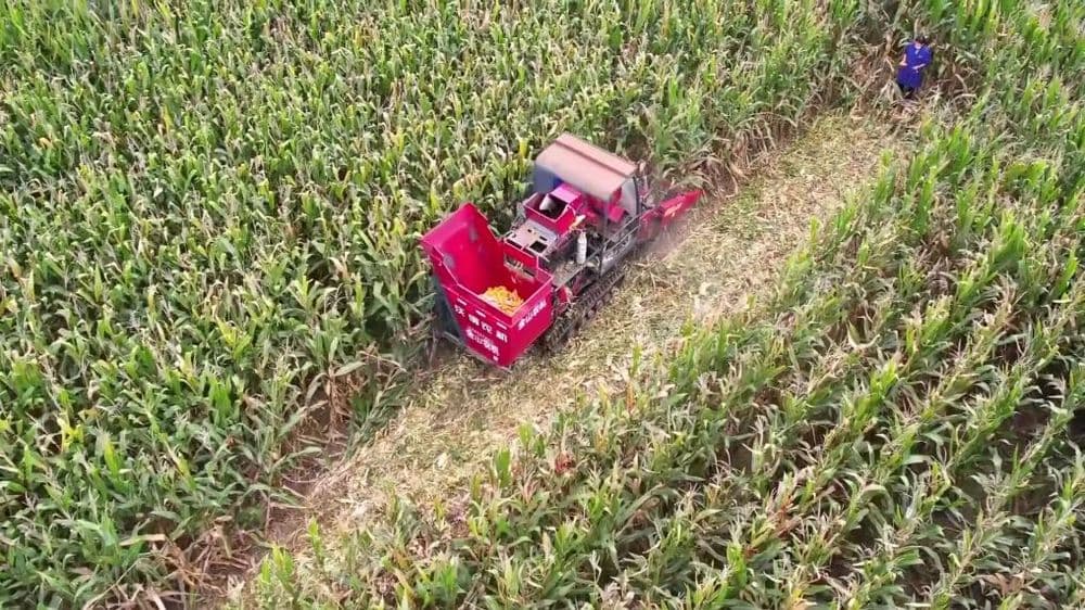 连阴雨袭扰秋收季 全国多地抢收保秋粮