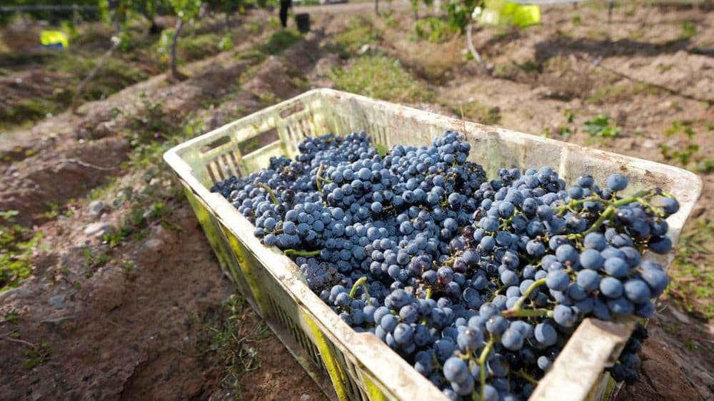 宝藏之城｜贺兰山下，这座小镇筑就“紫色梦想”