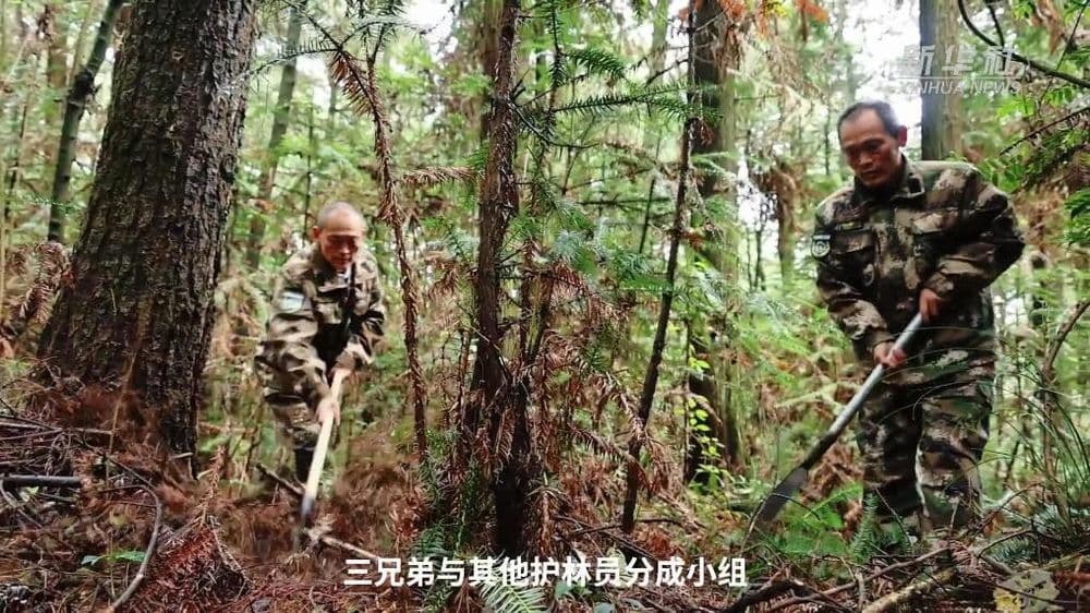 乌蒙深处，三胞胎兄弟接力护林44年